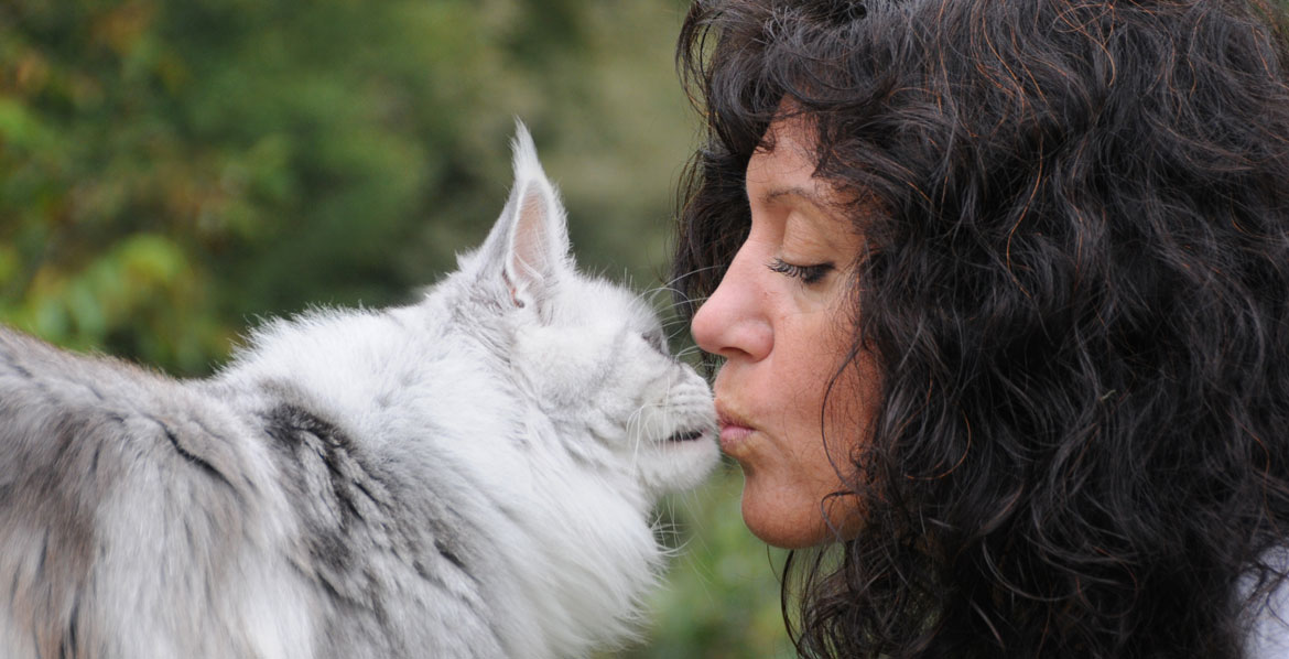 silver maine coon