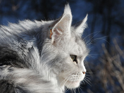 Silver Maine Coon