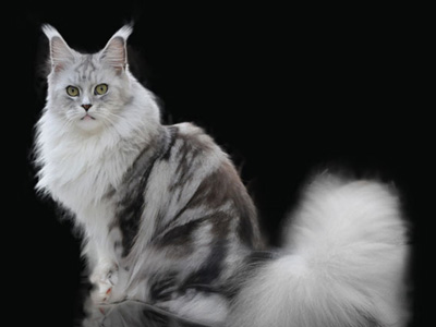 Silver Maine Coon