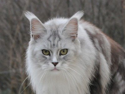 Silver Maine Coon