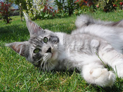 Silver Maine Coon