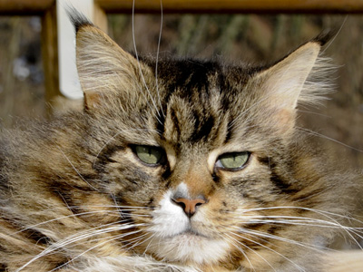 Silver Maine Coon