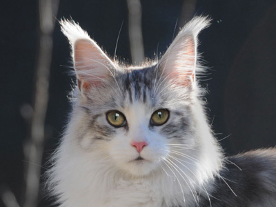 Silver Maine Coon