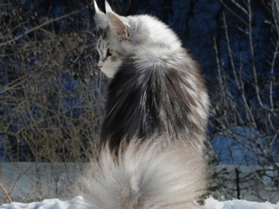 Silver Maine Coon