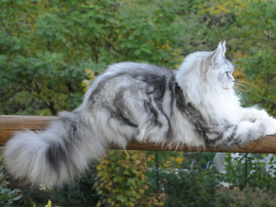 Silver Maine Coon