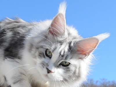 Silver Maine Coon