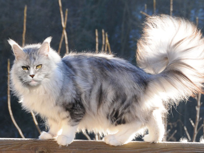 Silver Maine Coon