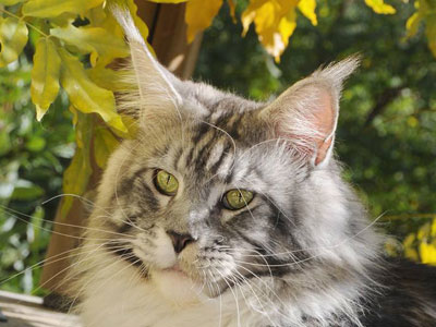 Silver Maine Coon