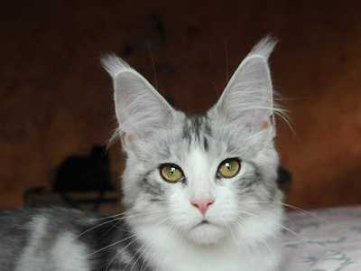 Silver Maine Coon