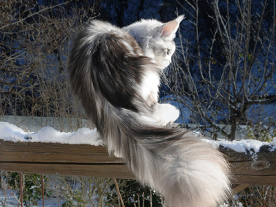 Silver Maine Coon