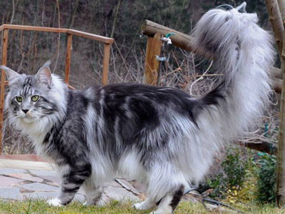 Silver Maine Coon