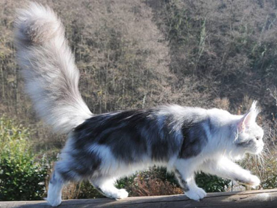 Silver Maine Coon