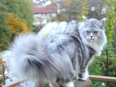 Silver Maine Coon