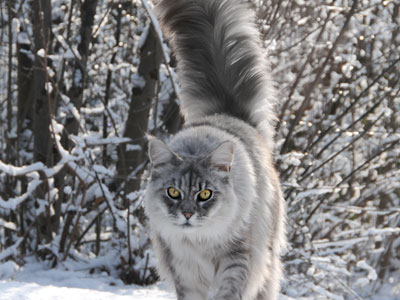 Silver Maine Coon