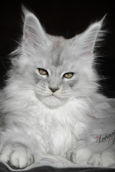 silver maine coon Lunaris Art