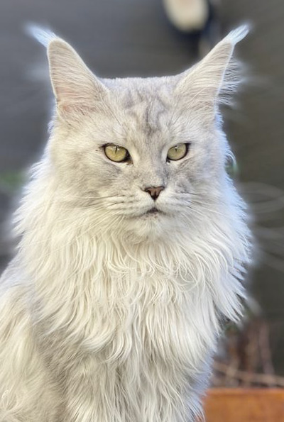 silver maine coon Lunaris Art