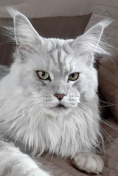 silver maine coon Lunaris Art