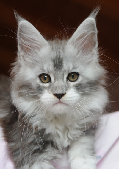 Silver Maine Coon