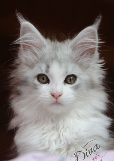 Silver Maine Coon