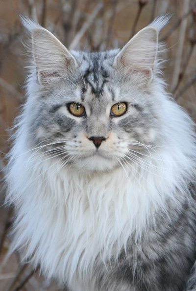 Silver Maine Coon