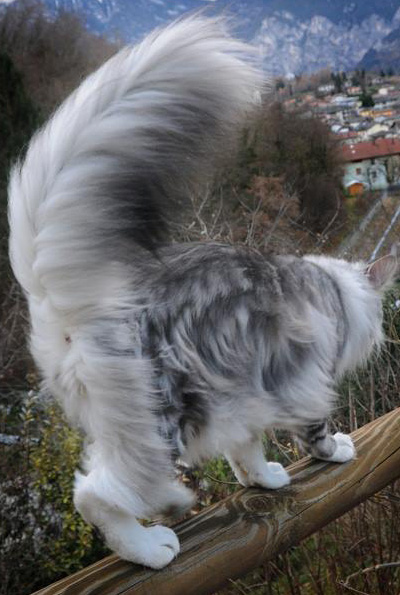 Silver Maine Coon