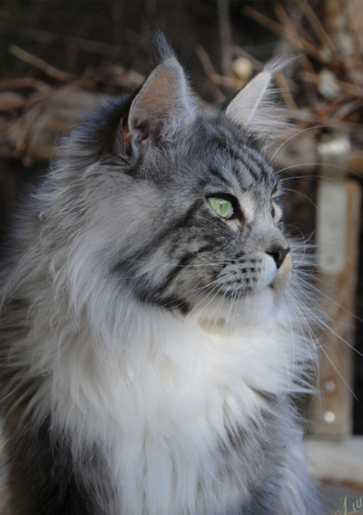 Silver Maine Coon