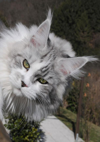 Silver Maine Coon