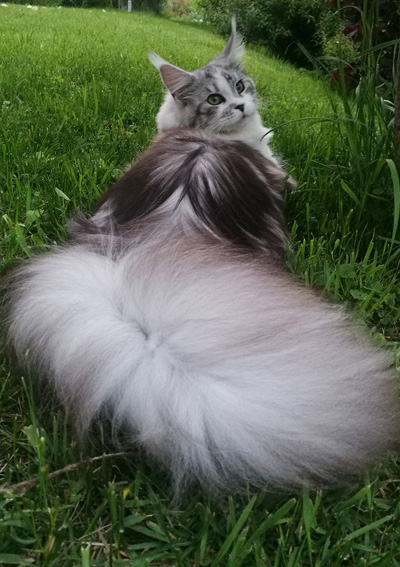 Silver Maine Coon