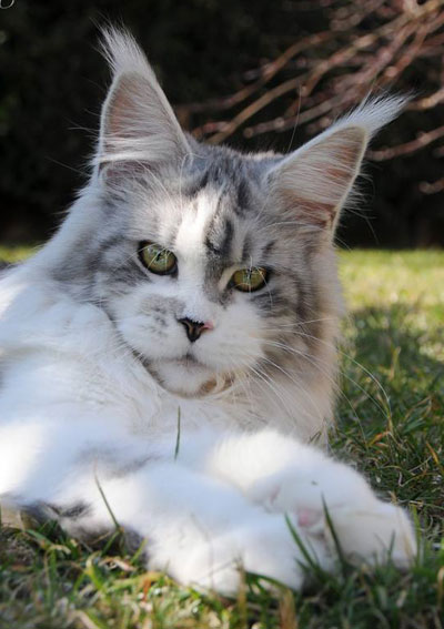 Silver Maine Coon