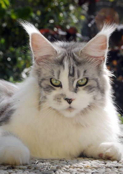 Silver Maine Coon